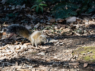 Invasive pallas's squirrel on Japanese forest floor 4