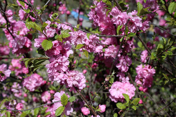 Cherry blossom