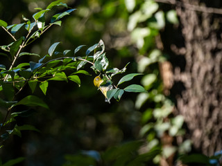 Japanese white-eye perched in forest undergrowth 2