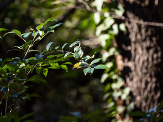Japanese white-eye perched in forest undergrowth 3