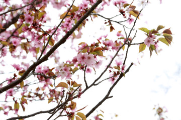 Apricot blossom