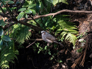 Japanese brown-eared bulbul in forest undergrowth 1