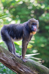 Baboon On Tree