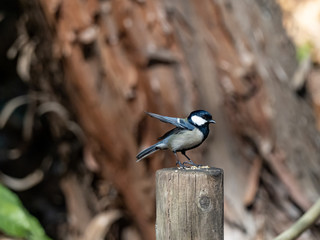 Japanese tit on fence post in a forest park 5