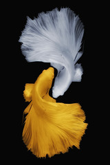 Close up art movement of gold betta and white betta fish,Siamese fighting fish isolated on black background.
