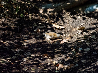 Pale thrush eating on forest floor 1