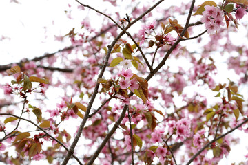 Apricot blossom