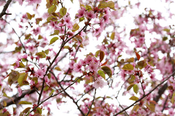 Apricot blossom
