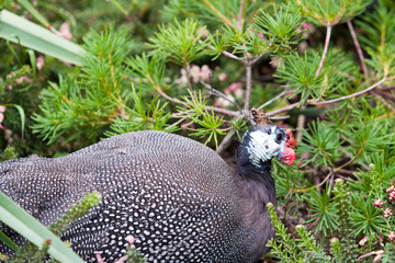 Bush Turkey in garden