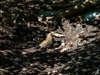 Pale thrush eating on forest floor 4