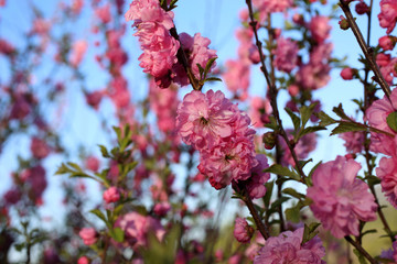Cherry blossom
