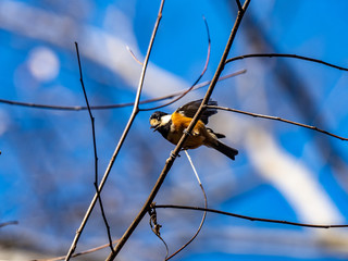 Varied tit perched in Japanese forest park 9