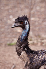 Emu