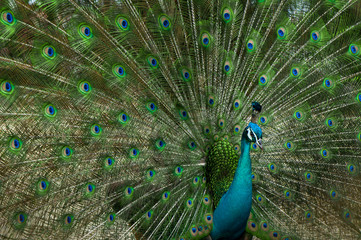 Naklejka premium Potrait of peacock with beak and beautiful tail.