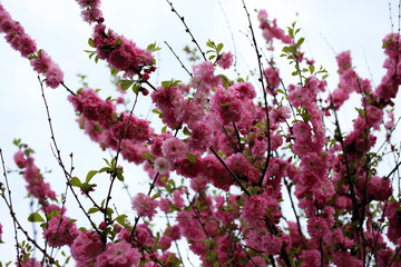 Cherry blossom