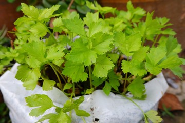 A celery was planted in white plastic bag. 