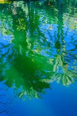 Obraz na płótnie Canvas Blurred reflection in the pond of the botanical garden. City of Elche. Alicante province. Spain