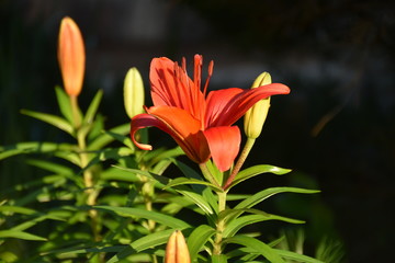 Obraz premium A red tiger lily flower in the sunshine