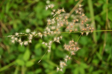 green grass in the morning