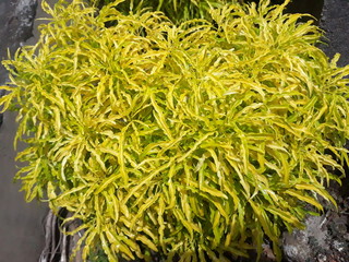 yellow flowers in the grass