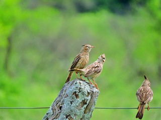 AVES