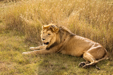 Closeup of a lion resting in the grass during safari in Serengeti National Park, Tanzania. Wild nature of Africa..
