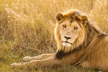 Closeup of a lion resting in the grass during safari in Serengeti National Park, Tanzania. Wild nature of Africa..