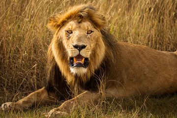 Obraz premium Closeup of a lion resting in the grass during safari in Serengeti National Park, Tanzania. Wild nature of Africa..