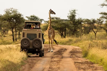 Fotobehang Giraffe with trees in background during sunset safari in Serengeti National Park, Tanzania. Wild nature of Africa. Safari car in the road. © danmir12