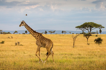 Giraffe with trees in background during sunset safari in Serengeti National Park, Tanzania. Wild nature of Africa..