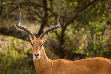 Closeup of Impala image taken on Safari located in the Serengeti, National park, Tanzania. Wild nature of Africa.