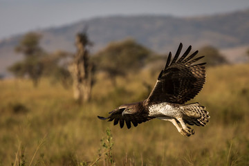 Hawk flying over savana in Serengeti National Park in Tanzania during safari with blue sky in background. Wild nature of Africa