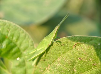 Grasshopper grass - close up detail of a small green grasshopper