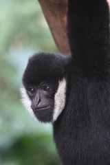 Black and White Gibbon