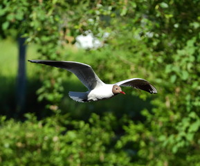River tern in flight against the background of green thickets
