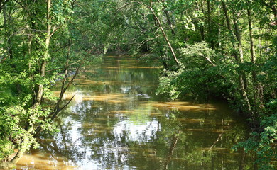 A narrow dark river with wooded banks