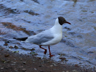 River tern on the shore at the water's edge
