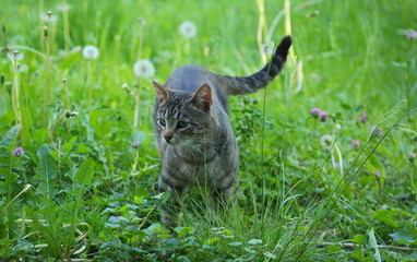 Grey striped cat in green grass