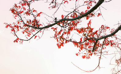 Red leaf on dry branch with bright white sky