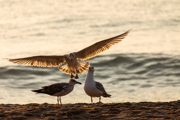 Seagull flying over the beach with a beautiful sunrise light and sea in background