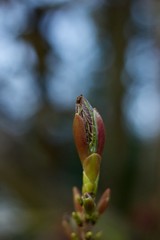 bud of a plant