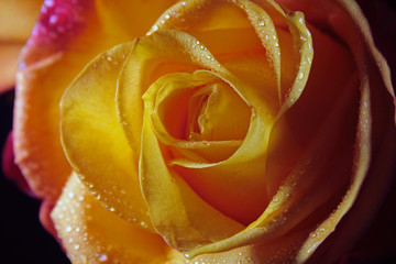 orange rose petals in drops of water