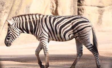 zebra in the zoo