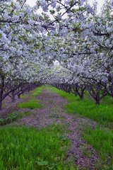 White blossoms on old Apple fruit trees in the orchard in early spring. Row of apple trees with green grass and in Provo Utah, USA.