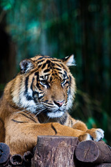 portrait of a bengal tiger
