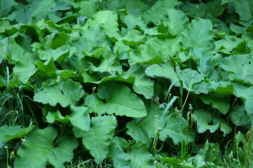 Thickets of large green burdocks