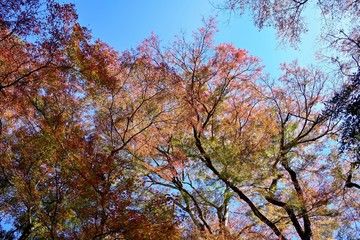 青空バックに映えるカラフルなモミジの紅葉