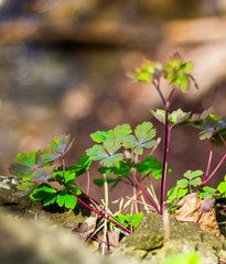 Plant on a Cliff