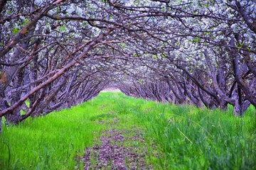 White blossoms on old Apple fruit trees in the orchard in early spring. Row of apple trees with green grass and in Provo Utah, USA.