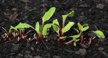 green sprout in soil